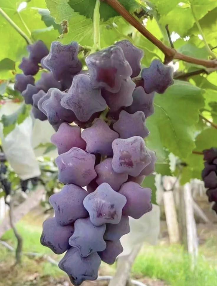 Berry Whisperer's Handpicked Selection